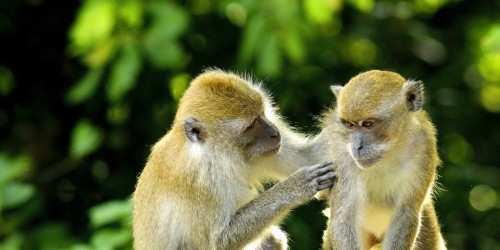 Scimmie e topi: trovato un gene che intrappola Hiv ed Ebola