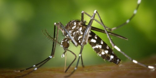 Dall’Australia il batterio contro a le zanzare che trasmettono malattie e febbre