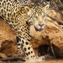 Giornata Internazionale del giaguaro, l'allarme del WWF