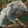 Australia, la clamidia minaccia i koala