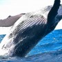 Balene, che scoperta: mangiano il triplo rispetto a quanto ipotizzato!