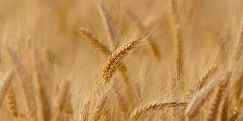 I cereali nella dieta in Europa molto prima dell’agricoltura