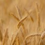 I cereali nella dieta in Europa molto prima dell’agricoltura