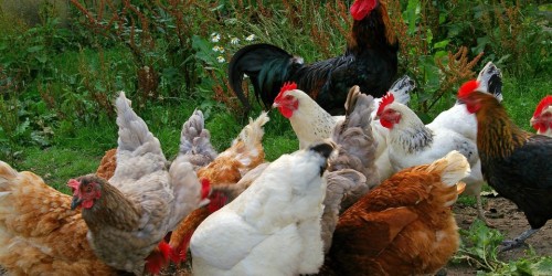 Cina, ritorna l’influenza aviaria (senza rischi di contagio)