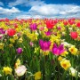 Ucraina, dalla Coldiretti l'allarme per i fiori italiani: a rischio 15% dei vivai
