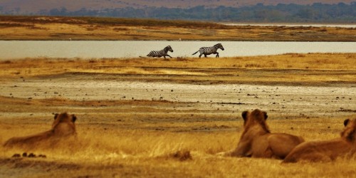 MaKenya, l'app per foto che tutela leoni e zebre
