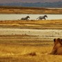 MaKenya, l'app per foto che tutela leoni e zebre