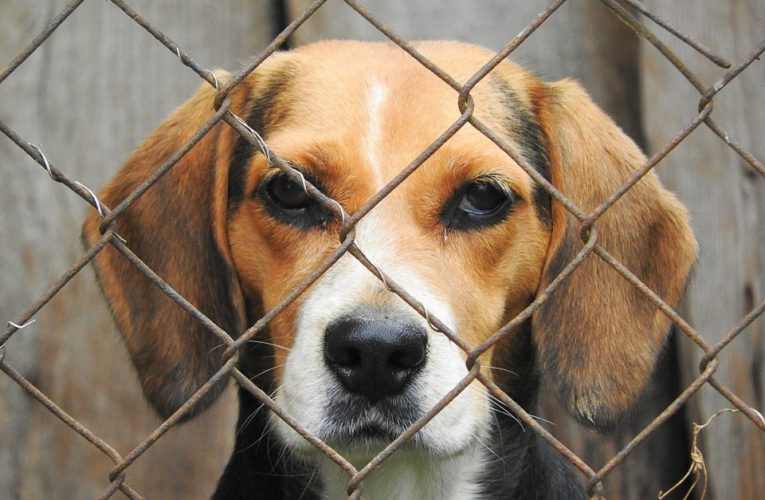 Roma, il Comune “passa la mano” sugli animali
