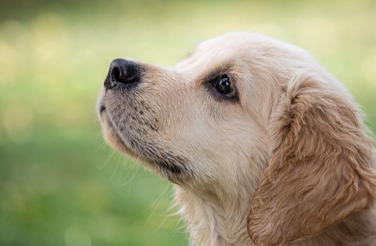 Roma, Prestipino Garante animali? I dubbi dell’opposizione