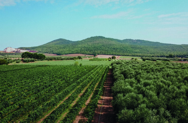 Le 3 Montagne: amore e cura per vini e oli