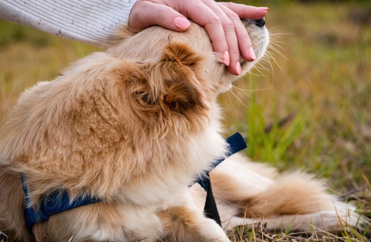 Cani di assistenza: “eroi” a quattro zampe finalmente riconosciuti!